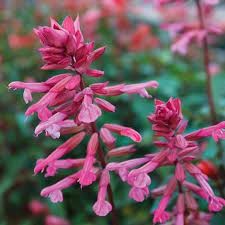 Salvia 'Skyrocket Pink'